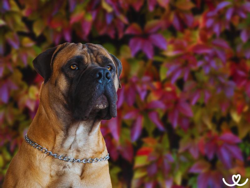 Plemeno-boerboel-bursky-buldok (7)